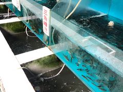 -高坎一品甲鱼庄(两河店)