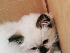 -小叮当动物医院·骨科·眼科