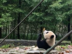 -都江堰中华大熊猫苑