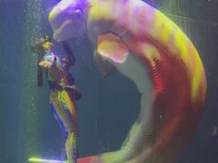 -芜湖新华联大白鲸海洋公园