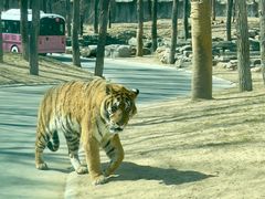 -北京野生动物园