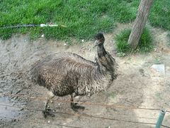 -石家庄市动物园