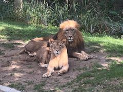 -北京野生动物园