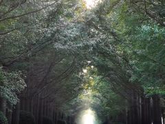 -黄海国家森林公园