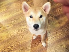 -柴务处·柴犬主题狗咖