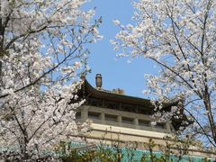 -武汉大学-樱园