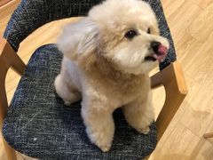 -Pets First伊珊娜洗护·精致美容·家庭式寄养(新会路店)