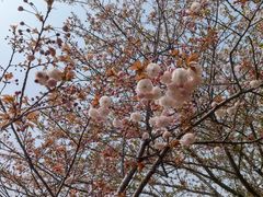 -高东镇樱花园