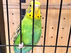 -太湖饭店玉兰厅(自助餐厅)