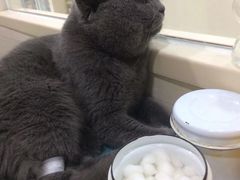 -子乐宠物医院