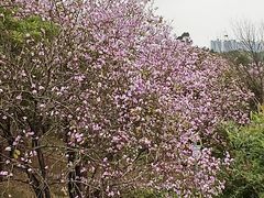 -广东花都湖国家湿地公园