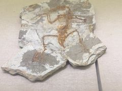 -衢州市博物馆