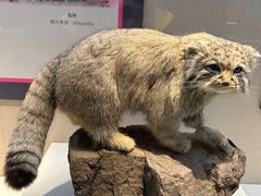 -国家自然博物馆