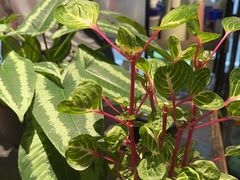 -弗劳尔花艺坊(龙涛店)