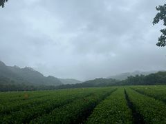 -中国茶叶博物馆(双峰馆区)