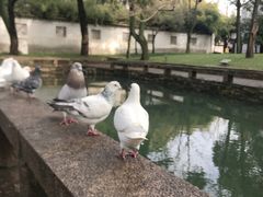 -西园戒幢律寺