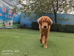 -宠物寄养训练学校