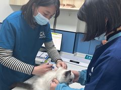 -凯瑞希宠物医院·狂犬免疫·微创·皮肤科