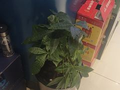 -蓝珊瑚蒸汽海鲜餐厅(龙奥店)