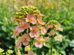 -中国天府农业博览园