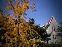 -八大关景区