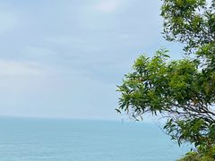 -广东惠东海龟国家级自然保护区