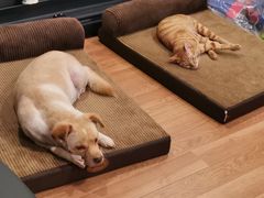 -乐琪宠物医院·犬猫专科·骨外科·急重症