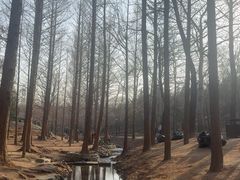 -白水寺森林公园