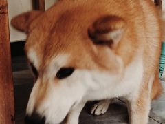 -猫小院猫主题餐厅(南锣旗舰店)