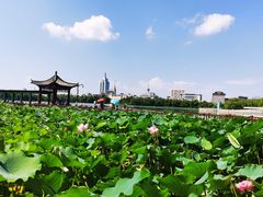 -莲花池公园