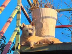 -喜柴咖啡·柴犬狗咖