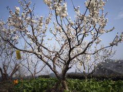 -樱桃山旅游景区