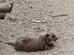 -泉州海丝野生动物世界