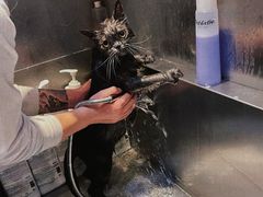 -宠爱国际动物医院·消化内科·心肾内科·ISFM猫友好(望京店)