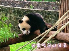 -都江堰中华大熊猫苑