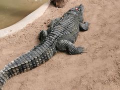 -西霞口神雕山野生动物世界