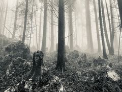 -武陵山森林公园