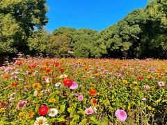 -上海共青森林公园