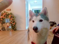 -Husky Go! 哈士奇体验馆·宠物咖啡厅狗咖