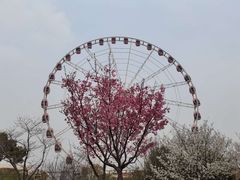-顾村公园