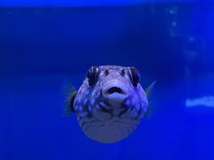 -贝林大翅鲸简餐厅(国家海洋博物馆店)