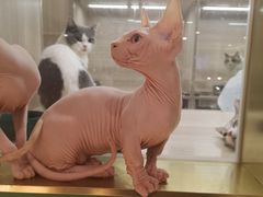 -飞行喵MR PILOT|猫舍·猫咖(静安大融城店)