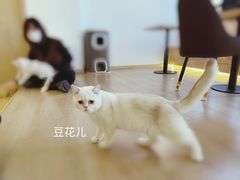 -猫腻·猫咖·撸猫馆(星光大道店)