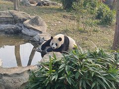 -武汉动物园