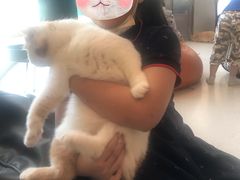 -飞行喵MR PILOT|猫舍·猫咖(静安大融城店)