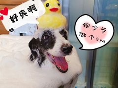 -PETKIT小佩宠物(古北店)