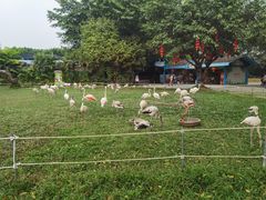 -广州长隆飞鸟乐园