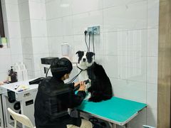 -瑞鹏宠物医院·爱宠堂·骨外专科(西荷分院)