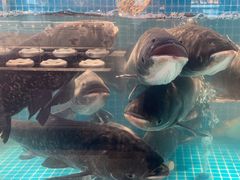 -鸽子侯·家宴·平价海鲜(市图书馆店)