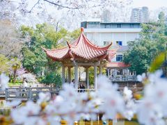 -武汉大学-樱园